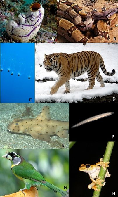 Guía Atlas De Morfotipos De La Megafauna Abisal Del Archipiélago