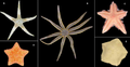 Asteroidea.png